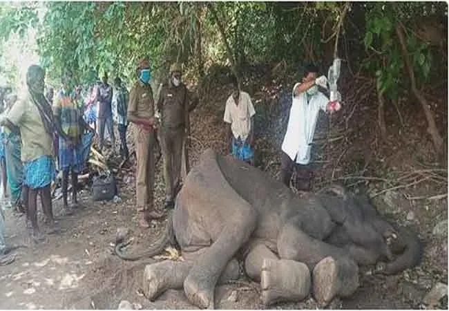 salem districu elephant forest officers and veterinary doctors  
